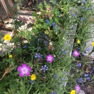 INSEL Kulturgarten Erdfest 2023_4